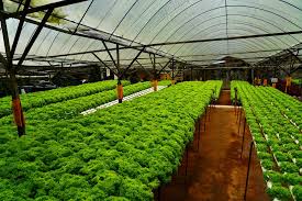 Greenhouse Pintar dengan Sensor Otomatis, Panen Lebih Konsisten